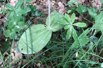 <i>Neottia ovata</i>