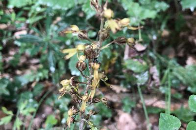 <i>Neottia ovata</i>