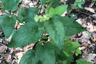<i>Teucrium scorodonia</i>
