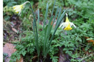 <i>Narcissus pseudonarcissus</i>