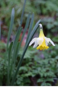 <i>Narcissus pseudonarcissus</i>