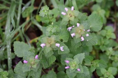 <i>Lamium purpureum</i>