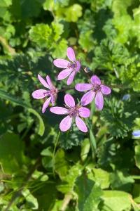 <i>Erodium cicutarium</i>
