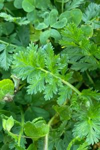 <i>Erodium cicutarium</i>