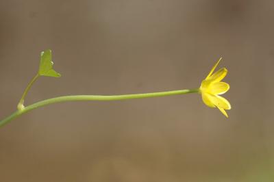 <i>Ficaria verna</i>