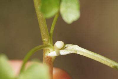 <i>Ficaria verna</i>