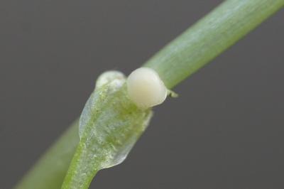 <i>Ficaria verna</i>