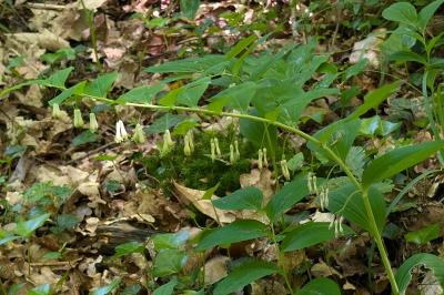 <i>Polygonatum multiflorum</i>