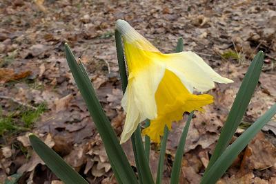 <i>Narcissus pseudonarcissus</i>