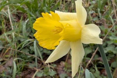 <i>Narcissus pseudonarcissus</i>