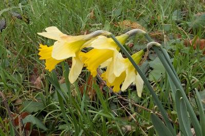 <i>Narcissus pseudonarcissus</i>