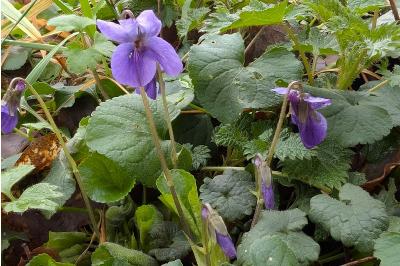 <i>Viola odorata</i>
