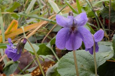 <i>Viola odorata</i>