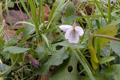<i>Viola odorata</i>