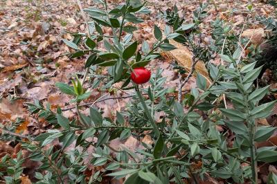 <i>Ruscus aculeatus</i>