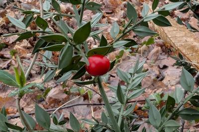 <i>Ruscus aculeatus</i>
