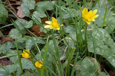 <i>Ficaria verna</i>