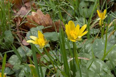 <i>Ficaria verna</i>