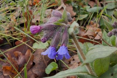 <i>Pulmonaria longifolia</i>