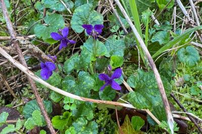 <i>Viola odorata</i>