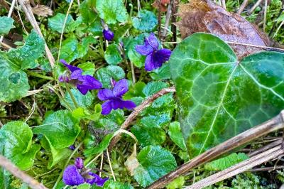 <i>Viola odorata</i>