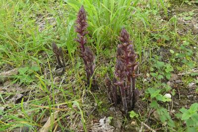 <i>Orobanche</i>
