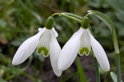 <i>Galanthus nivalis</i>
