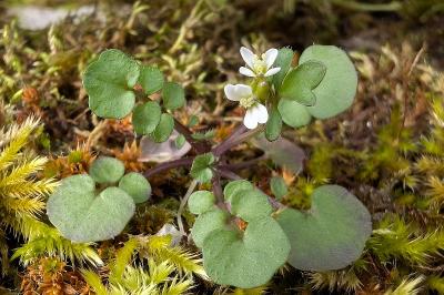 <i>Cardamine hirsuta</i>