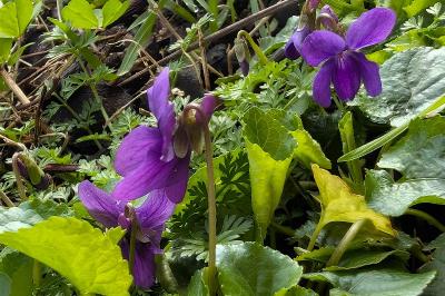 <i>Viola odorata</i>