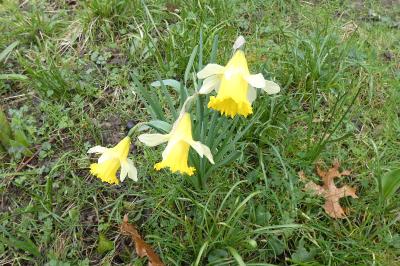 <i>Narcissus pseudonarcissus</i>