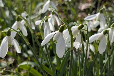 <i>Galanthus nivalis</i>