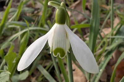 <i>Galanthus nivalis</i>