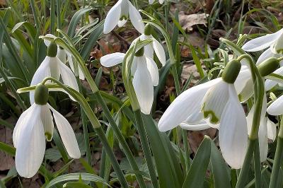 <i>Galanthus nivalis</i>
