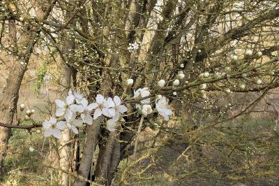 <i>Prunus spinosa</i>