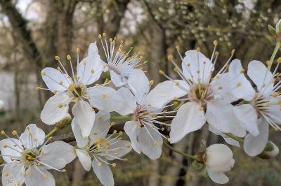 <i>Prunus spinosa</i>