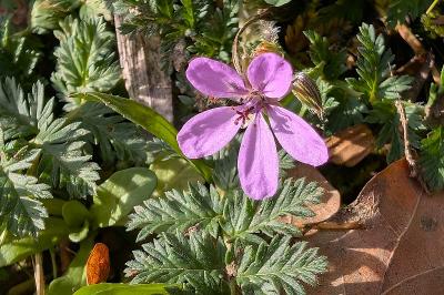 <i>Erodium cicutarium</i>