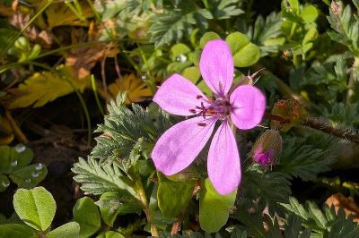 <i>Erodium cicutarium</i>
