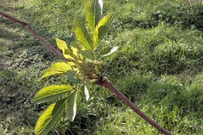 <i>Sambucus nigra</i>