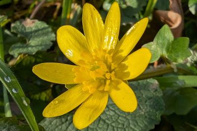 <i>Ficaria verna</i>