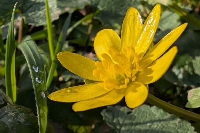 <i>Ficaria verna</i>