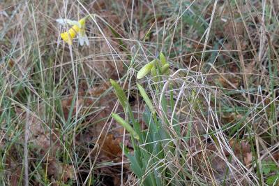 <i>Narcissus pseudonarcissus</i>
