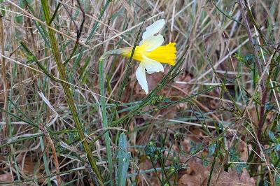 <i>Narcissus pseudonarcissus</i>