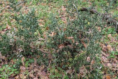 <i>Ruscus aculeatus</i>