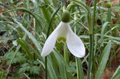 <i>Galanthus nivalis</i>