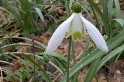 <i>Galanthus nivalis</i>