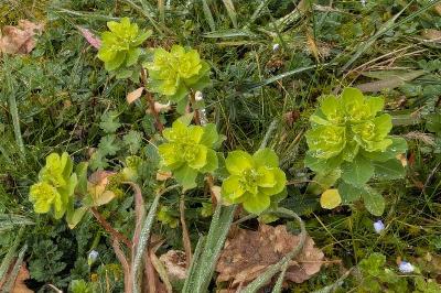 <i>Euphorbia helioscopia</i>