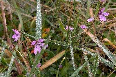 <i>Erodium cicutarium</i>