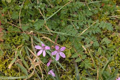 <i>Erodium cicutarium</i>