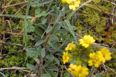 <i>Alyssum montanum</i>