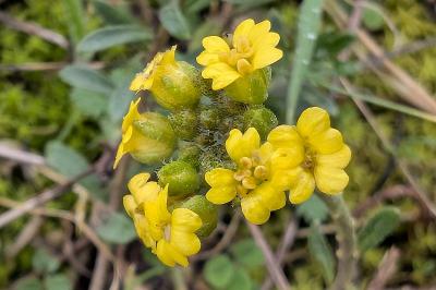 <i>Alyssum montanum</i>